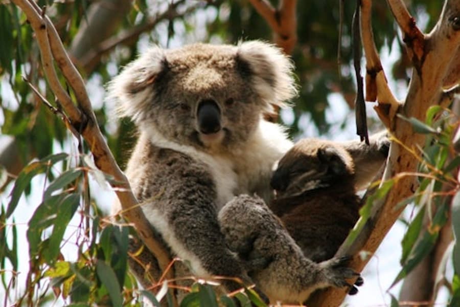 Phillip Island Nature Parks: Vstup do rezervace na ochranu koal, at Phillip Island Nature Parks, Cowes