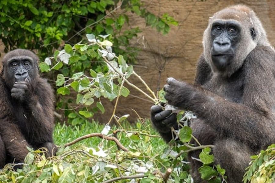 ビオパルク フエンヒローラのチケット, at Bioparc Fuengirola, Fuengirola