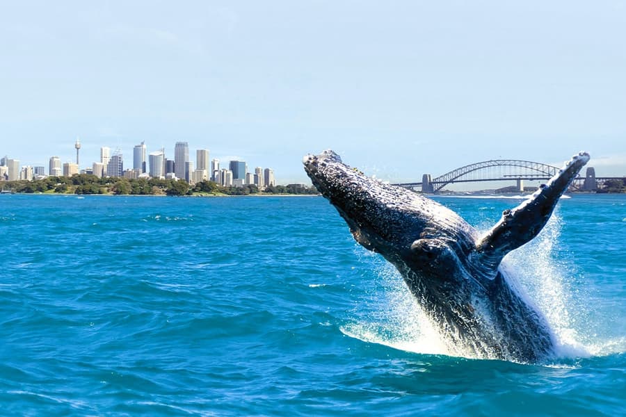 Sydney Whale Watching Cruise with Onboard Buffet, Sydney