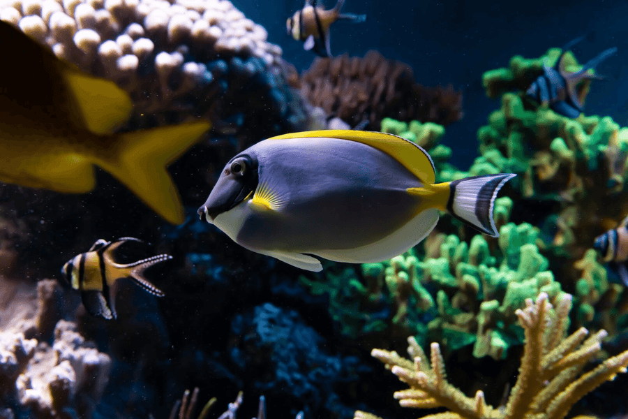 SEA LIFE London Aquarium: Standard Admission Tickets at SEA LIFE London Aquarium Entrance