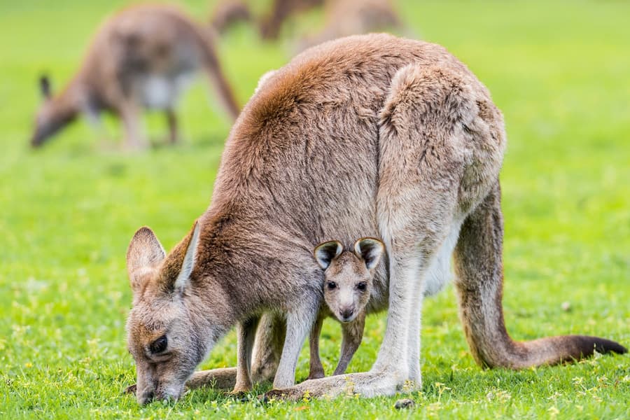 멜버른 출발: 그램피언스 생태 야생 투어 1일 가이드, Melbourne