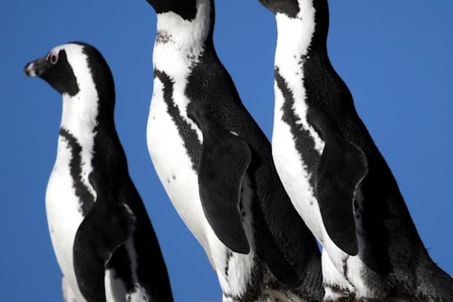Table Mountain & Cape Point: Small-Group Tour