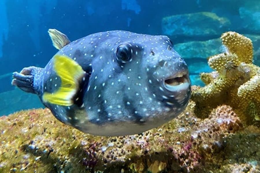 कैटोलिका का एक्वेरियम: फास्ट ट्रैक टिकट, at Amnéville Aquarium, Amneville