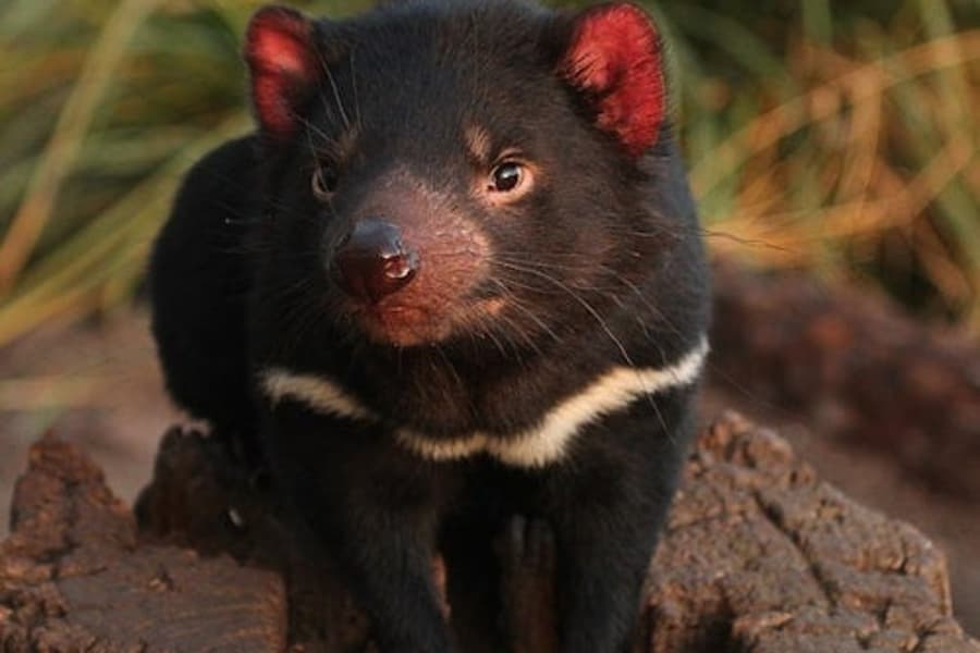 Βραδινή Περιήγηση στο Bonorong, at Bonorong Wildlife Park, Brighton