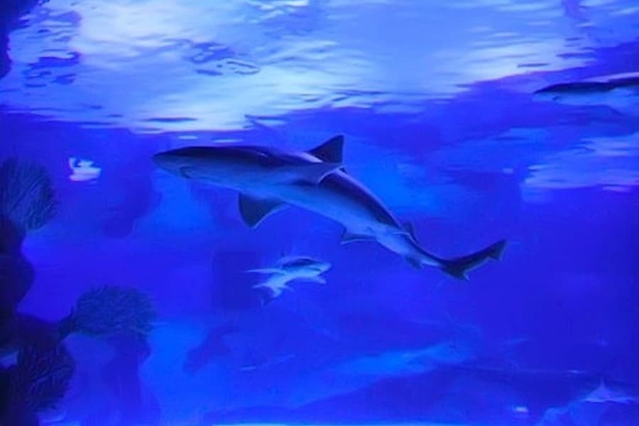 Antalya Aquarium & Face 2 Face Wax Museum, Antalya