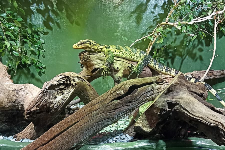 রোম বায়োপার্কের টিকিট, at Bioparco di Roma, Rome
