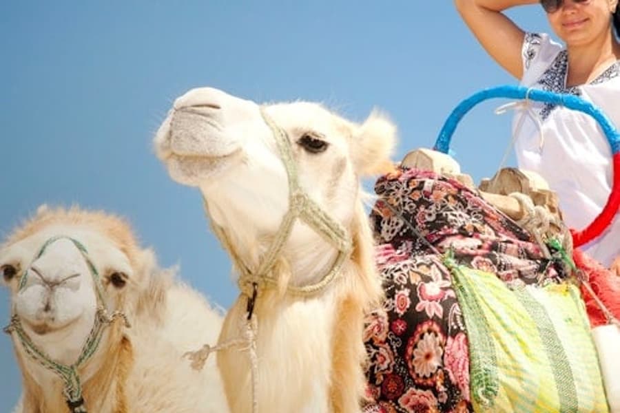 Hurghada: Wisata Naik Unta 1 Jam dengan Pemandu + Transfer, Hurghada