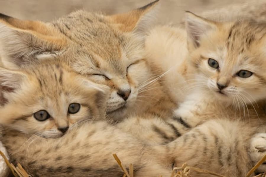 Билет на вход в Люминьи Сафари Резерв и Землю Обезьян, at Lumigny Safari Reserve, Lumigny Nesles Ormeaux