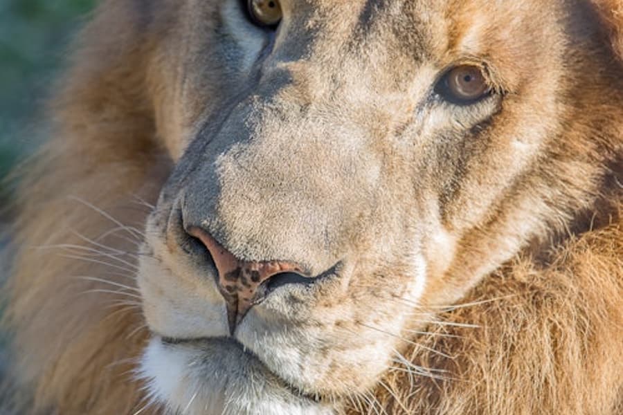 Копенхагенски зоопарк: Билет с Предварително Влизане, at Austin Zoo, Austin