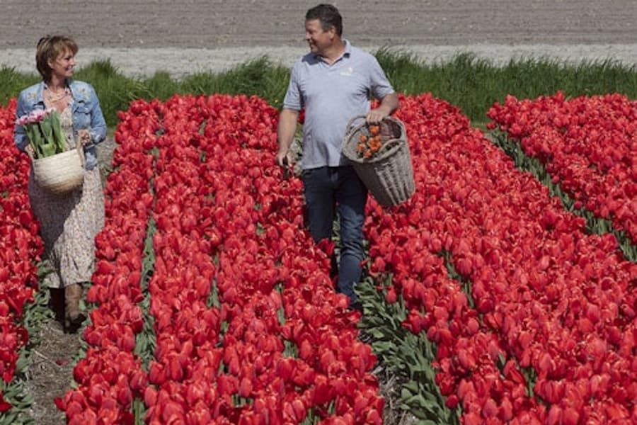 Keukenhof: Tour Guiado + Visita a Fazenda de Tulipas + Cruzeiro pelo Moinho de Vento, Amsterdam