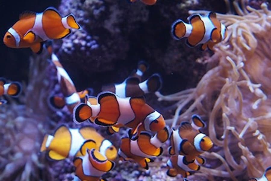 பையோபார்க் கிஜான் அக்வாரியம்: நுழைவு டிக்கெட், at Bioparc Gijon Aquarium, Gijon