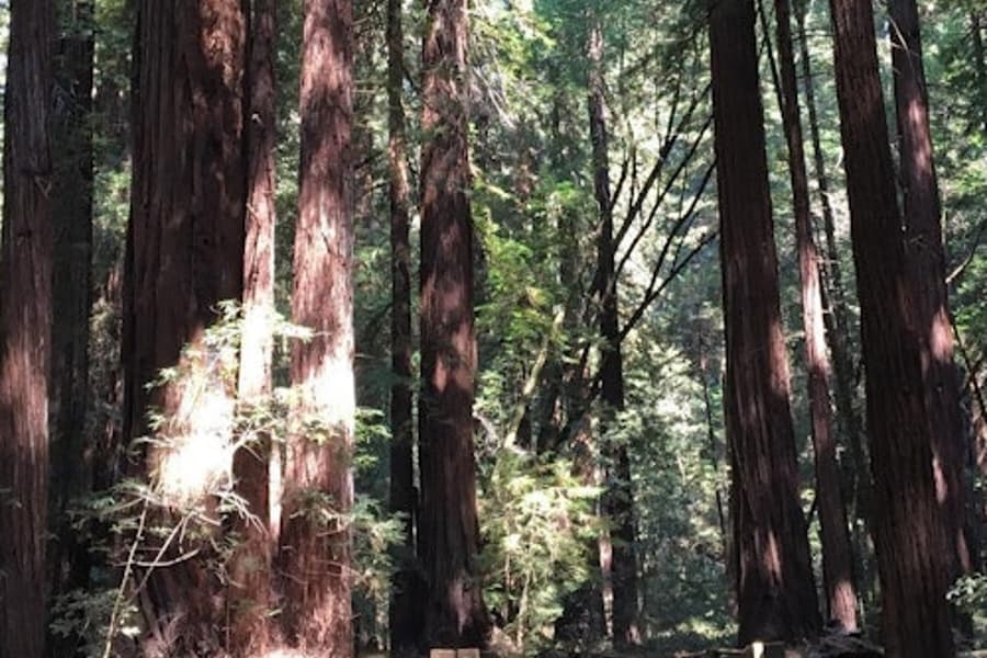 Tour pela Cidade de São Francisco + Muir Woods, Mill Valley