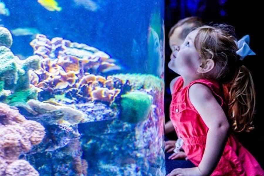Myrtle Beach: Ripley's Aquarium + 2 muuta nähtävyyttä, at Ripley's Aquarium Myrtle Beach, Myrtle Beach