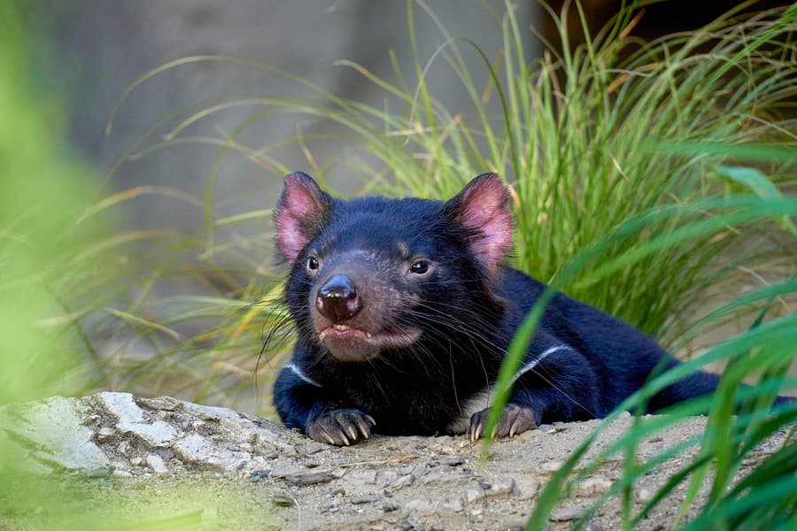 WILD LIFE Sydney Zoo Tickets at WILD LIFE Sydney Zoo