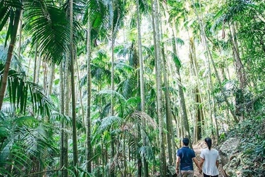Montanha Tamborine: Tour Guiado com Transferências, Almoço e Bebidas, at Day Trips from Gold Coast, Natural Bridge