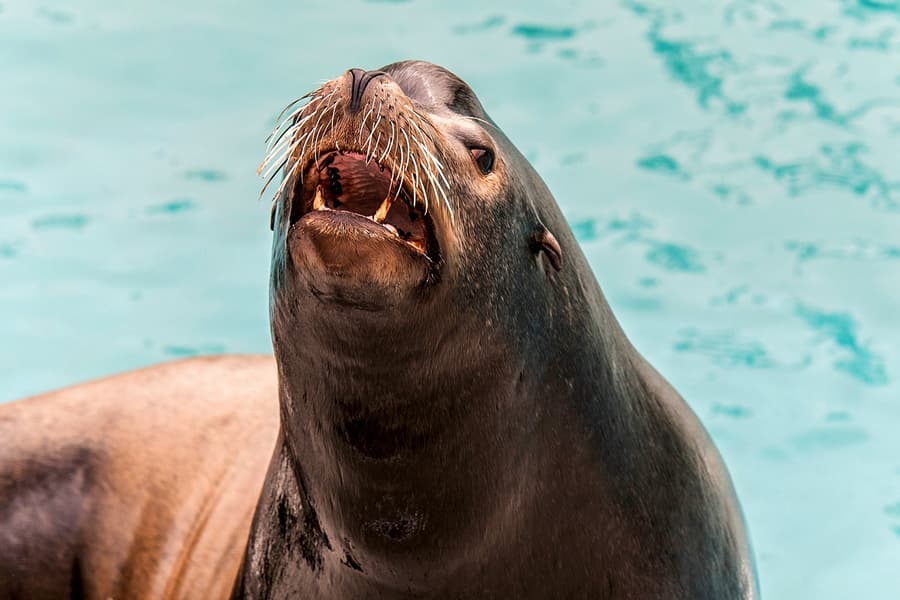 New York Aquarium Tickets with 4D Theatre Show at New York Aquarium