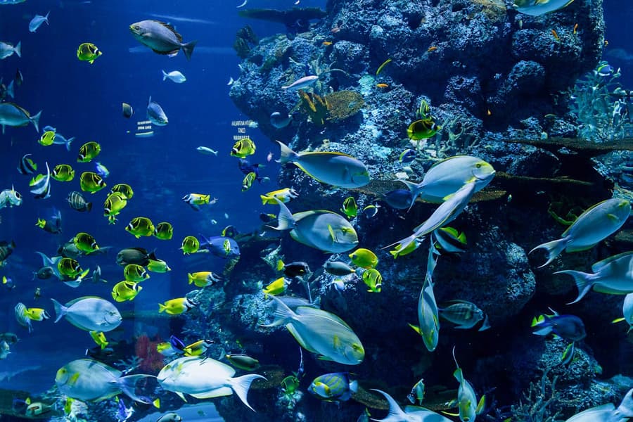 Langkawi Underwater World Tickets, Langkawi