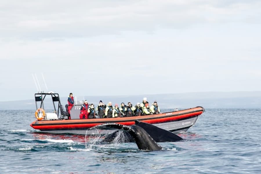 Penyu dan Burung Puffin: Lawatan Bot Laju RIB, at Husavik Whale Watching, Husavik