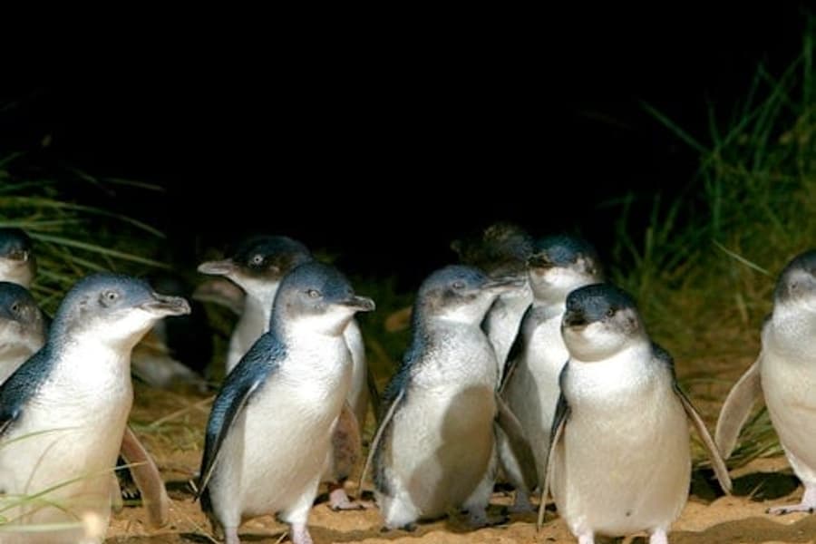 Výlet z Melbourne: Penguin Parade + Moonlit Sanctuary Wildlife Park, at Phillip Island Nature Parks, Cowes