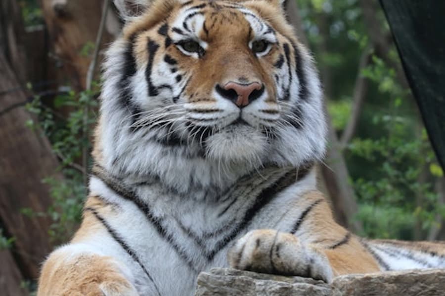 Dýragarðurinn í Pistoia: Flýtimiði, at Pistoia Zoological Garden, Pistoia