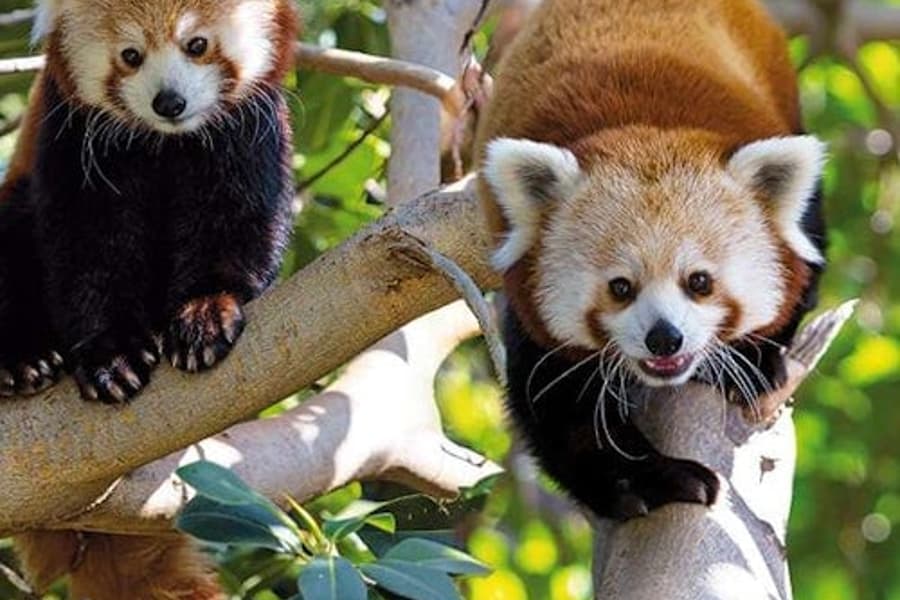 Vé vào cửa Loro Parque + Vận chuyển, Puerto De La Cruz