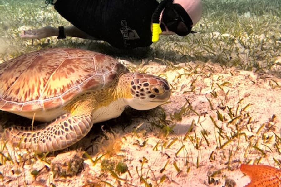 Rezervace želv Cozumel: šnorchlovací výlet, Cozumel