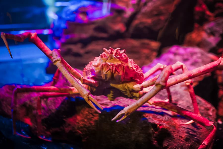 SEA LIFE Bangkok Tickets at SEA LIFE Bangkok