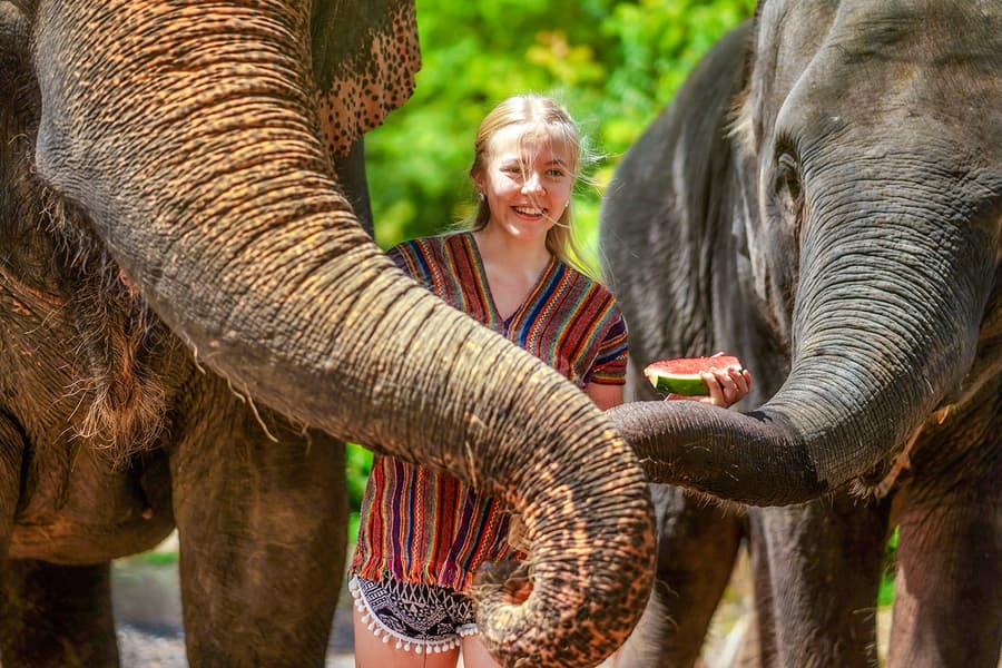 Experiência no Santuário de Elefantes em Phuket, at Elephant Jungle Sanctuary Phuket, Phuket