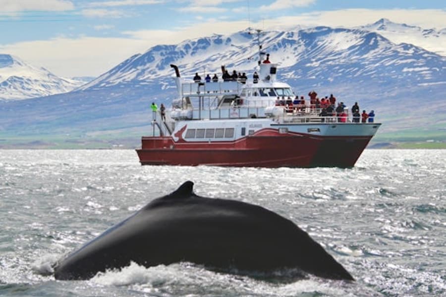 Akureyri: Whale-Watching Cruise, Akureyri