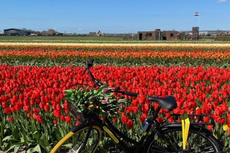 암스테르담: 튤립 가이드 자전거 투어, at Keukenhof, Lisse