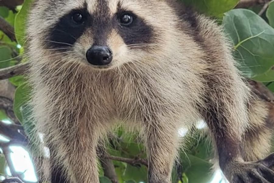 Biscayne Bay & Raccoon Island: SUP/Kayak Adventure