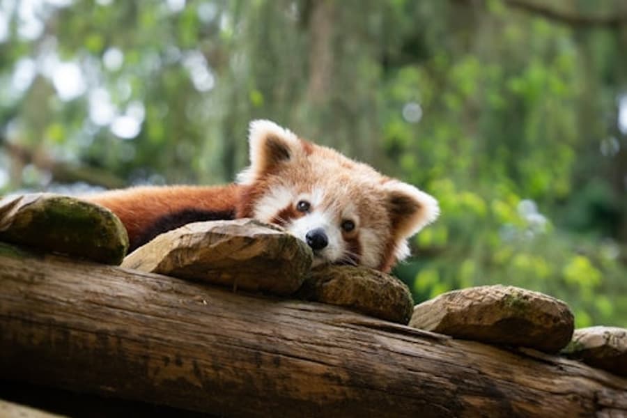 अम्नेविल चिड़ियाघर: त्वरित प्रवेश टिकट, at Amnéville Zoo, Amneville