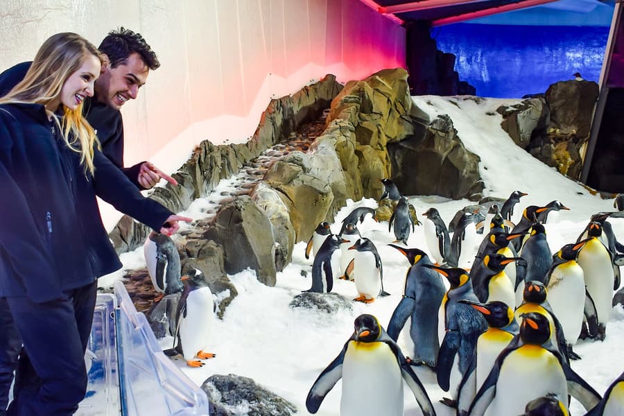 펭귄 패스포트 티켓: SEA LIFE 멜버른 아쿠아리움에서의 가이드 투어, at SEA LIFE Melbourne Aquarium, Melbourne