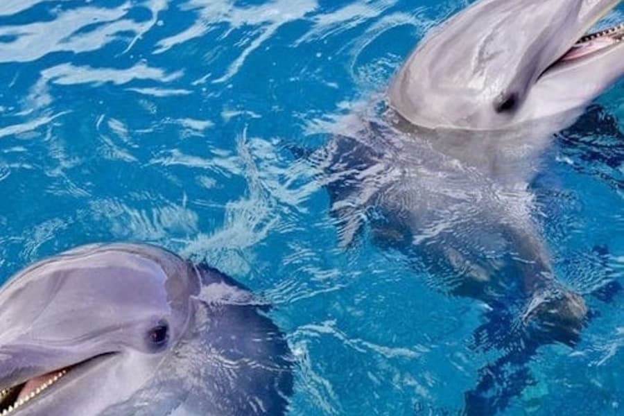 Dolphin House Hurghada: Tur Snorkeling Terpandu + Transfer Pulang-Pergi + Makan Siang, Hurghada