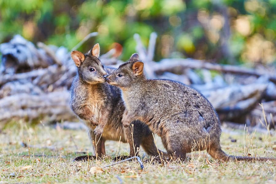 야생 동물과 함께 걷기: Wildlife Wonders의 가이드 투어, Melbourne