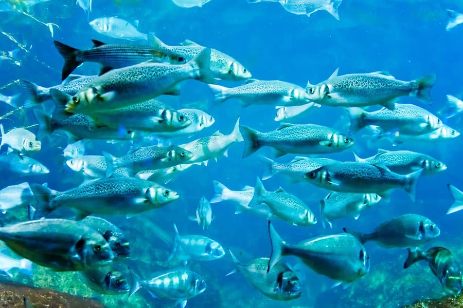 SEA LIFE COEX, Seoul Aquarium Tickets, Seoul