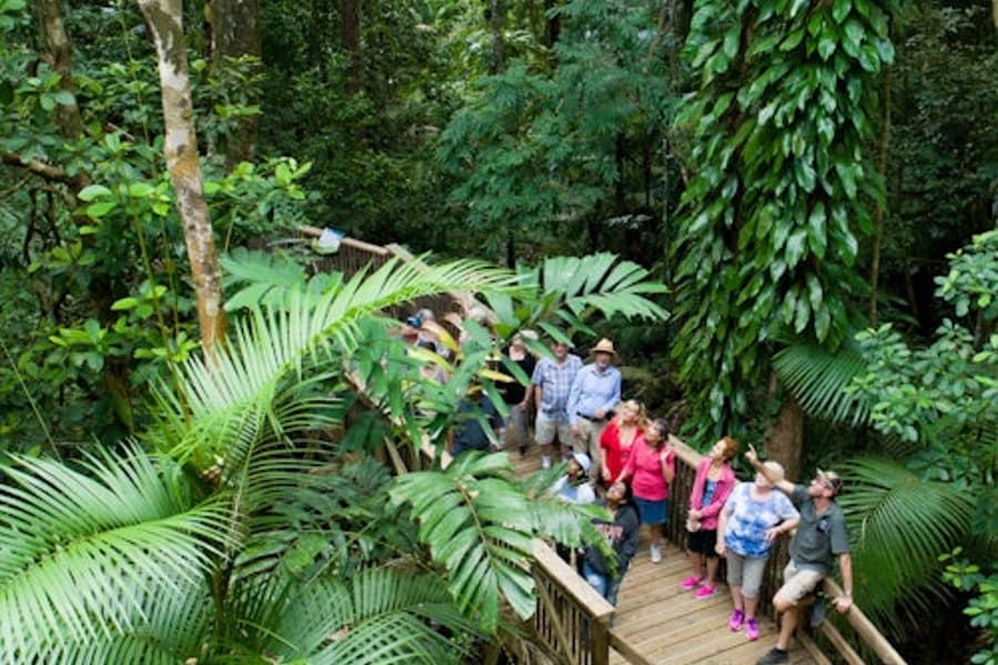 Daintree and Cape Tribulation Full-Day Tour
