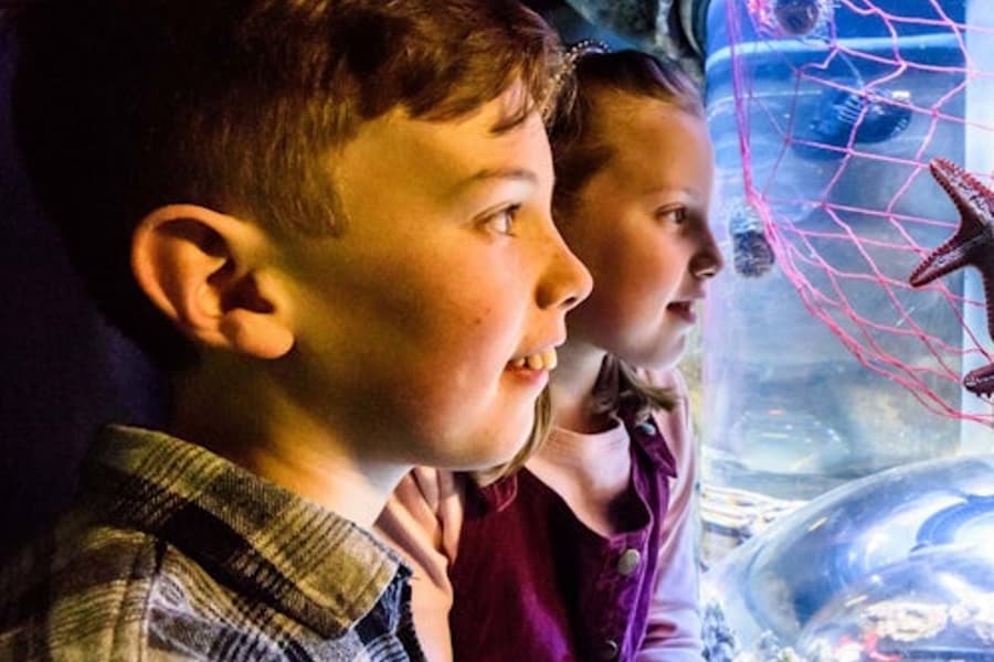 SEA LIFE Μπράιτον: Κανονικό Εισιτήριο, at SEA LIFE Brighton, Brighton