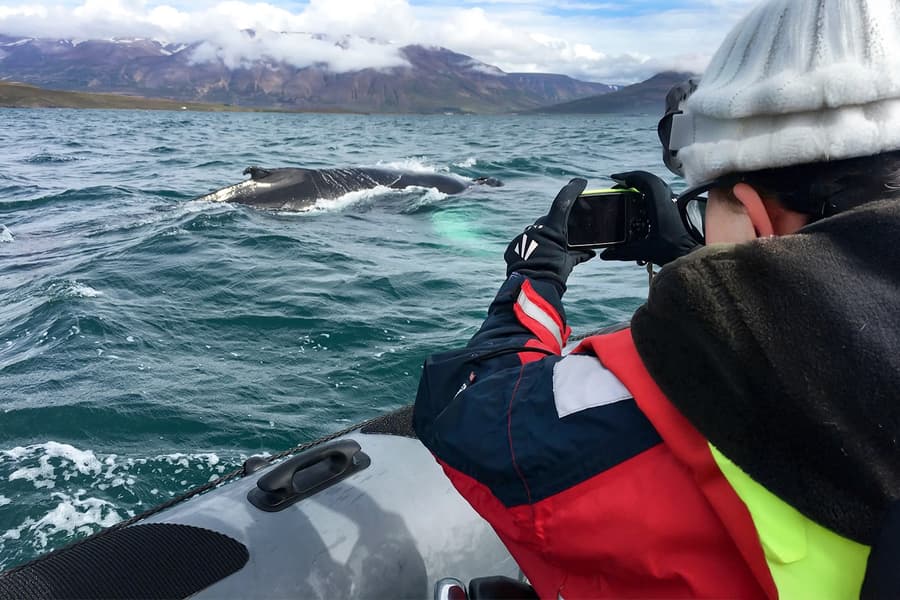 Akureyri: Whale Watching Tour on RIB Speedboat tickets at Elding Whale Watching Akureyri