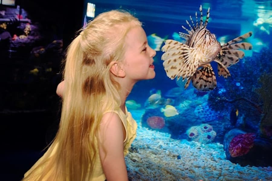 SEA LIFE Scheveningen: Entry Ticket, SEA LIFE Scheveningen