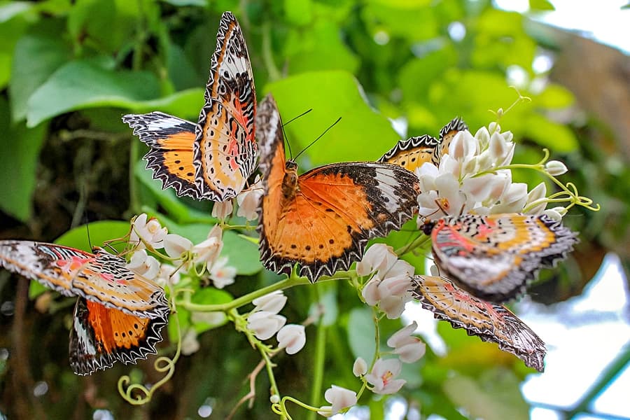 بلیتهای انتوپیا توسط مزرعه پروانه پنانگ, at Entopia by Penang Butterfly Farm, Kuala Lumpur