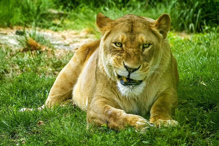 Bronx Zoo Tickets, at Bronx Zoo