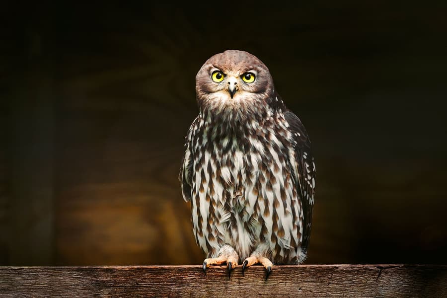 マーガレットリバー：岬ラプターセンターのチケット - 猛禽類ショーとフクロウ写真撮影, at Capes Raptor Centre, Perth