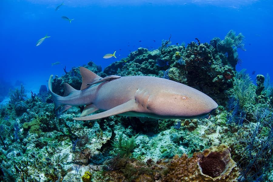 Shark Dive Xtreme Tickets at SEA LIFE Melbourne Aquarium at SEA LIFE Melbourne Aquarium
