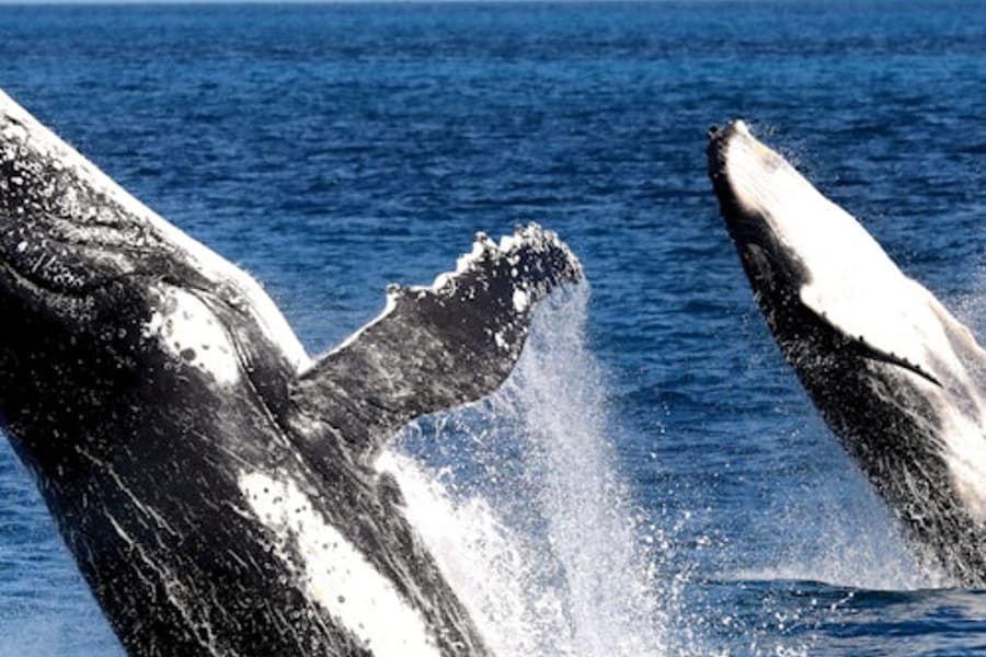 Hervey Bay: Half-Day Whale Watching Cruise, at Hervey Bay Cruises, Hervey Bay