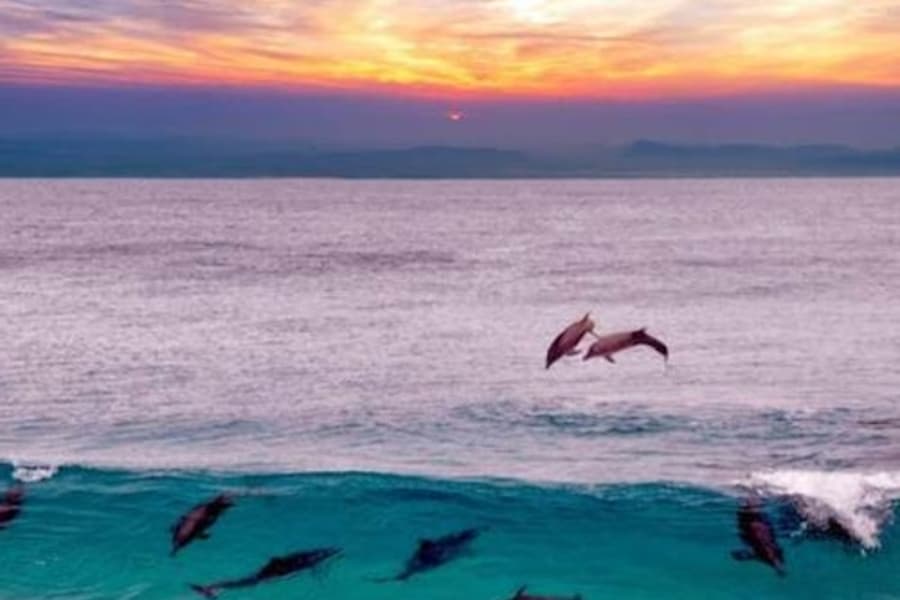 Марса-Алам: Ночная остановка в Дельфиньем Доме Сатая + Снорклинг, at Water Activities in Marsa Alam, Marsa Alam