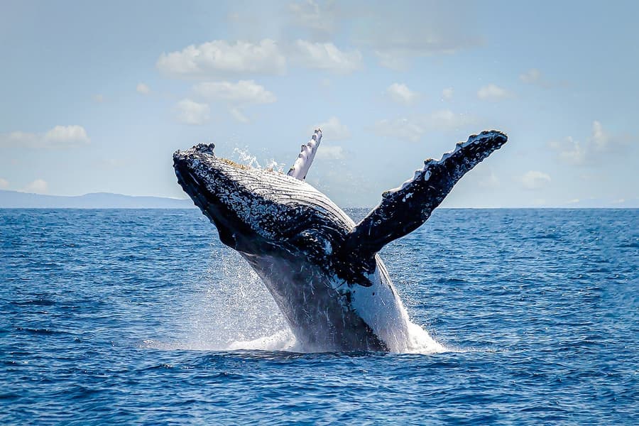 Sydney Harbour Whale Watching Cruise by Captain Cook, Sydney
