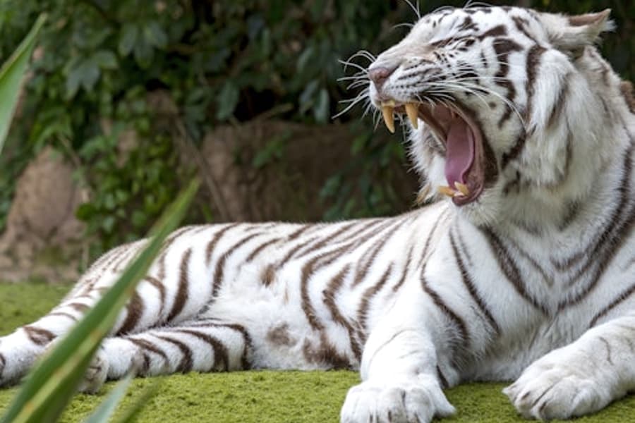 ตั๋วเข้าสวนสัตว์ Loro Parque, at Loro Parque, Puerto De La Cruz
