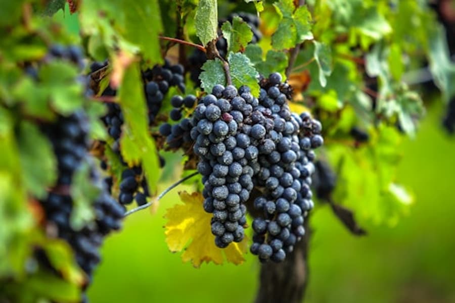 Saint-Émilion Village: Half-Day Wine Tour from Bordeaux, Bordeaux