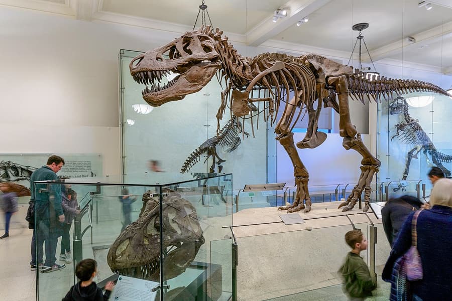 American Museum of Natural History Tickets, New York